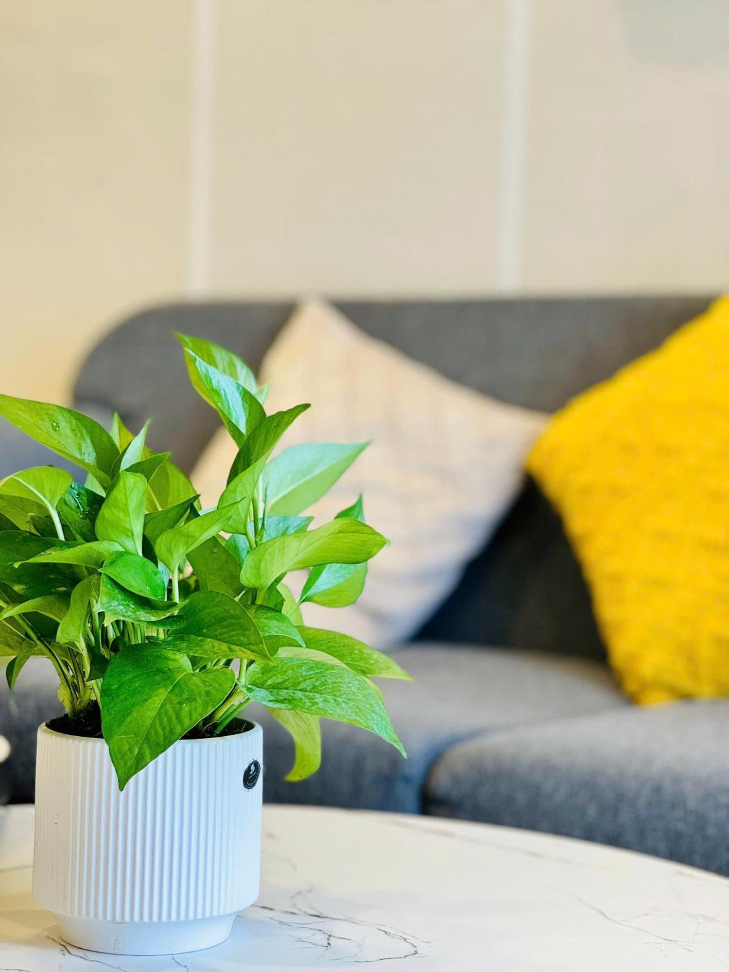 Soho Apt - Luxury Stay, Next To Benthanh Market 胡志明市 外观 照片